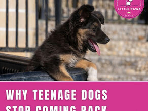 understanding why teenage dogs stop recalling back