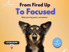 Dog training infographic showing a black and tan dog with the headline “From Fired Up to Focused” and subheading “Help your dog pause, not pounce,” promoting calm behaviour and disengagement training for reactive dogs.