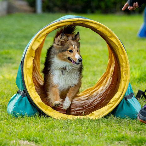 A small Shetland Sheepdog running enthusiastically through a yellow agility tunnel on a grassy field, with a handler visible guiding nearby.