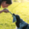 Spaniel dog playing tuggy with a lady