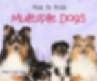 A promotional image for a blog post titled ‘How to Train Multiple Dogs.’ The image features a group of four Shetland Sheepdogs, including two adult dogs and two puppies, sitting against a soft lavender background with subtle floral accents. The text ‘Multiple Dogs’ is written in a bold red and blue playful font, and at the bottom, ‘Check it out, here’ is accompanied by a curved red arrow pointing downward