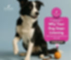 Adolescent Border Collie sitting on a light blue background with a tennis ball and lead, used to illustrate why dogs stop listening during the teenage phase and how to support them through adolescence.