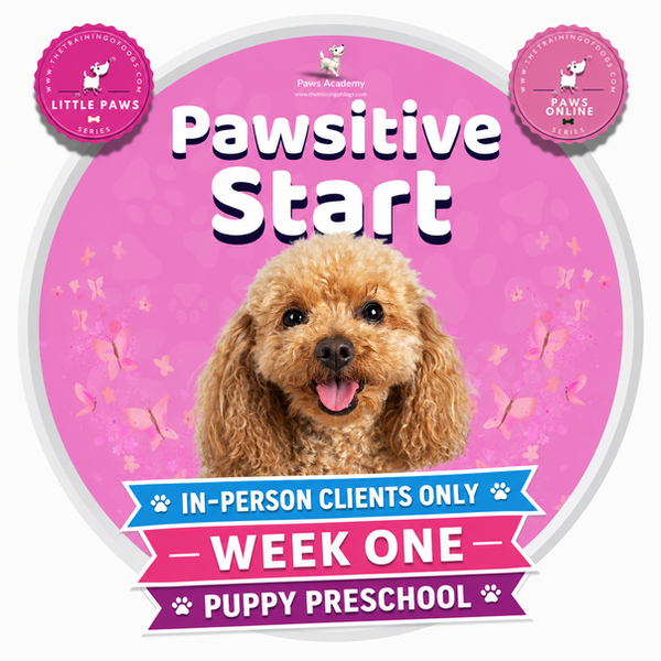 aws Academy promotional image for ‘Pawsitive Start – Week One’ of puppy preschool. Features an adorable Golden Retriever puppy on a pink background with butterflies. Branded with ‘Little Paws’ and ‘Paws Online’ series badges and Paws Academy digital screens at the bottom