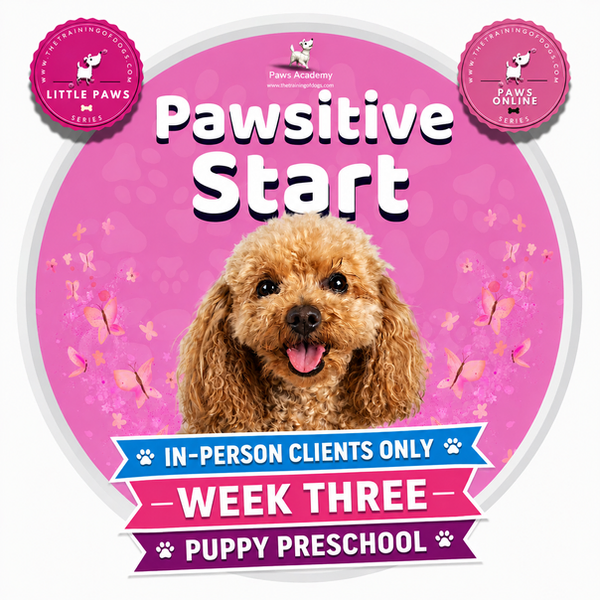 Paws Academy visual for ‘Pawsitive Start – Week Three’ of puppy preschool. Features an adorable Golden Retriever puppy on a soft pink butterfly-themed background. Includes ‘Little Paws’ and ‘Paws Online’ series badges, plus a row of digital Paws Academy screens at the bottom