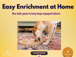 Dog playing indoor enrichment game at home using puzzle toy for mental stimulation and engagement