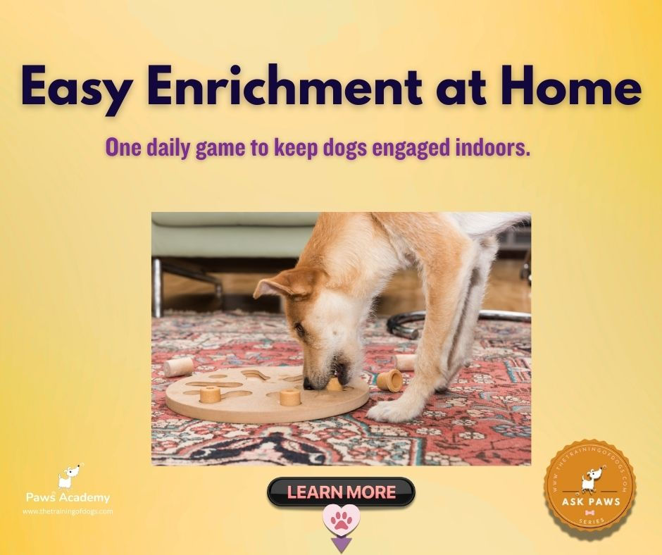 Dog playing indoor enrichment game at home using puzzle toy for mental stimulation and engagement