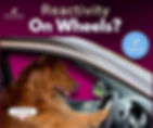 Golden retriever sitting in a car driver’s seat with paws on the wheel. Text reads “Reactivity On Wheels?” Educational image from Paws Academy’s Inside the Bark series on car-related reactivity in dogs