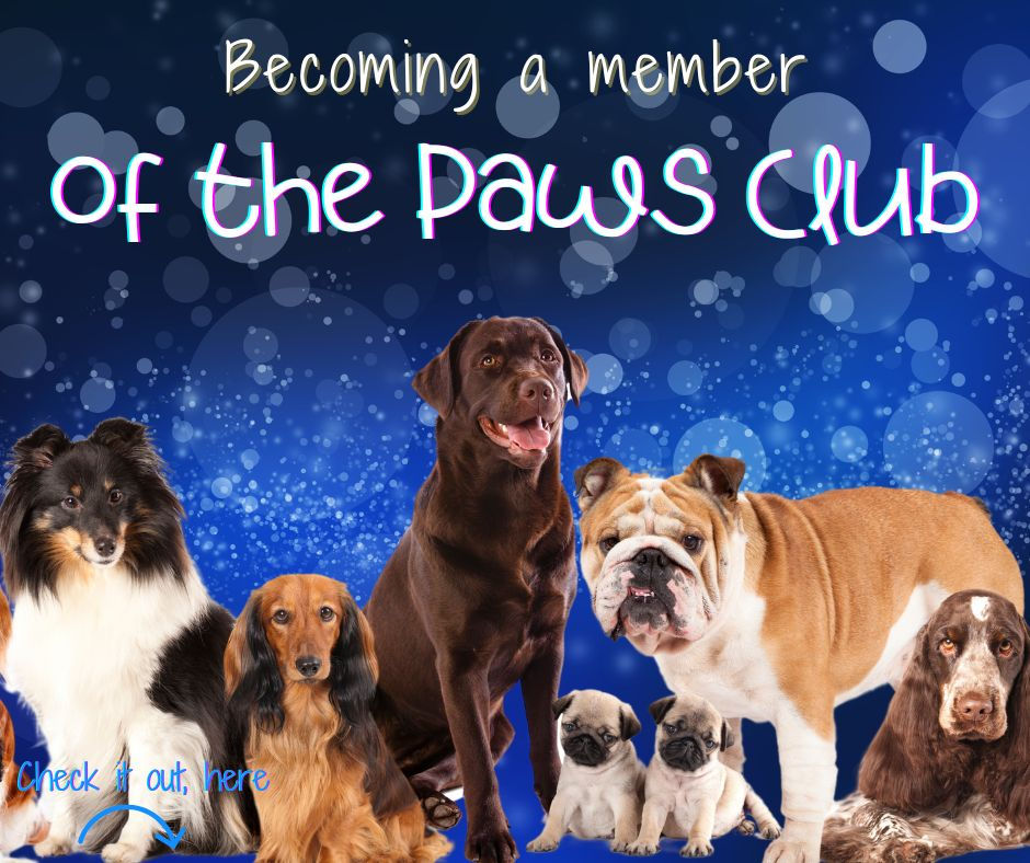 A promotional image for a blog post titled ‘Becoming a Member of the Paws Club.’ The image features a group of diverse dog breeds, including a Labrador Retriever, Bulldog, Dachshund, Shetland Sheepdog, Spaniel, and two Pug puppies, all set against a deep blue background with a bokeh effect. The text ‘Check it out, here’ appears at the bottom with a curved arrow pointing downward