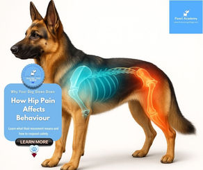 Hip Dysplasia in dogs