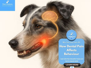 Dental pain in dogs explained