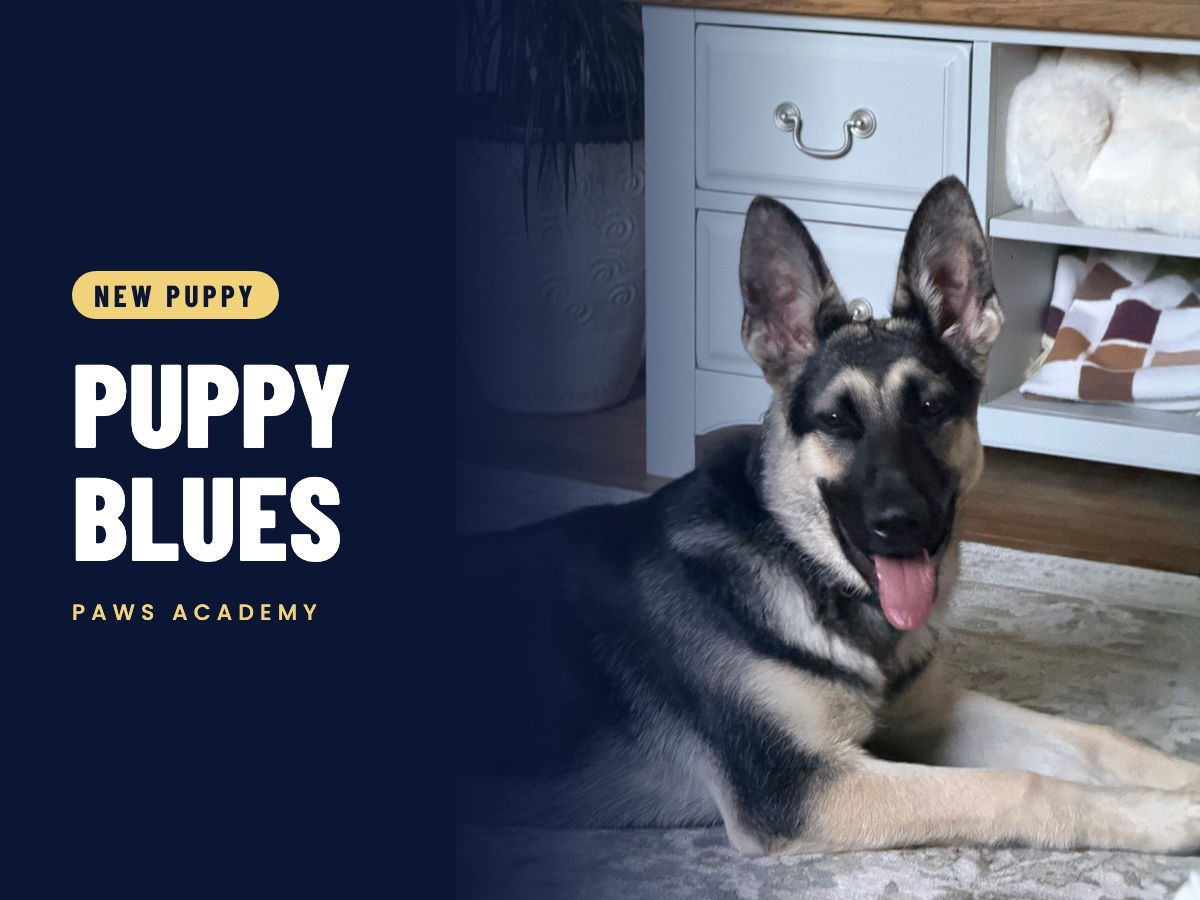 Puppy blues blog cover: Lexi, a young shepherd, lying at home beside the words Puppy Blues