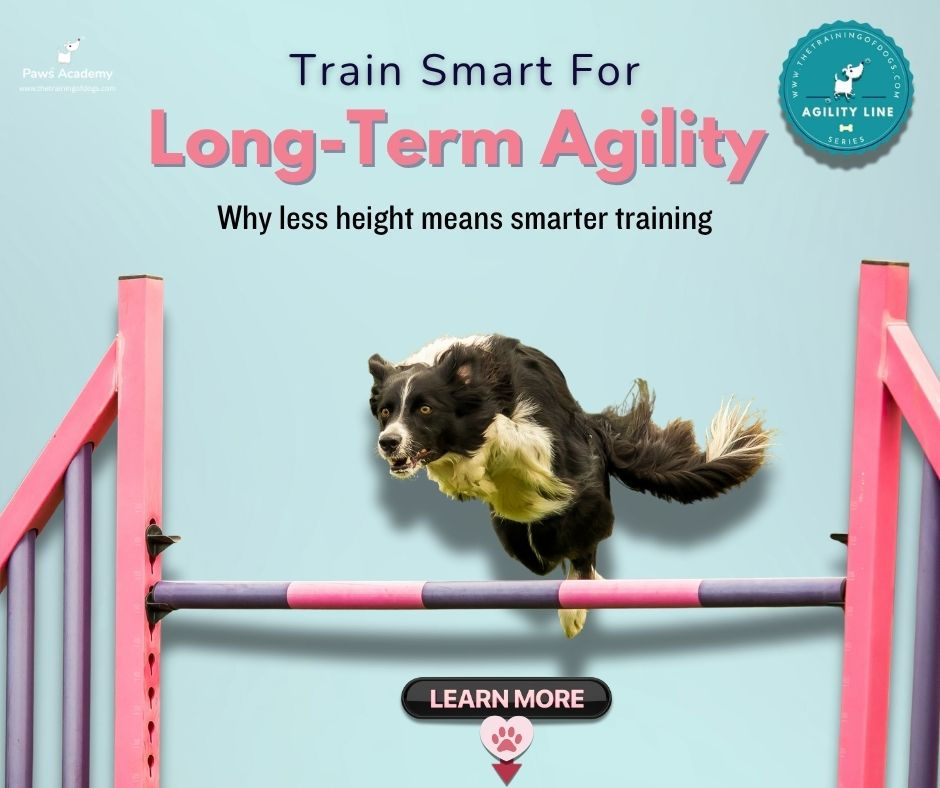 Border Collie mid-air over agility jump at reduced height, promoting smart dog training for long term agility success