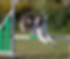 dog jumping over a green a white jump at agility training