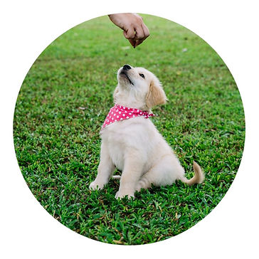 puppy training website.jpg