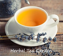 Lavender Hills of Kentucky