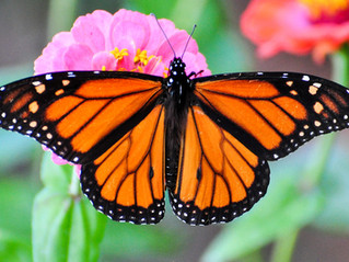 Saving the monarch butterfly