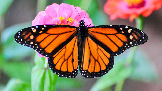 Saving the monarch butterfly