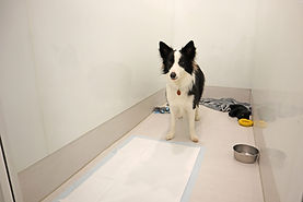 IMG_9385.jpg