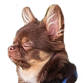 wands whiskers medium teemo