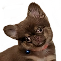 wands whiskers medium teemo