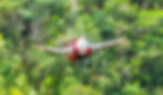 Zipline sulle Madonie