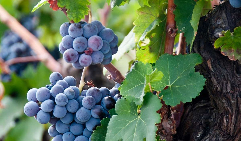 Cosa vedere in Sicilia a ottobre