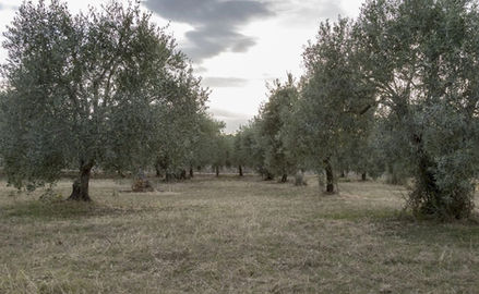 Degustazione olio sicilia