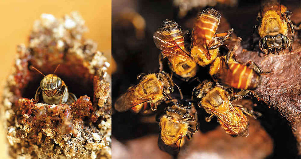 abejas meliponas.jpg