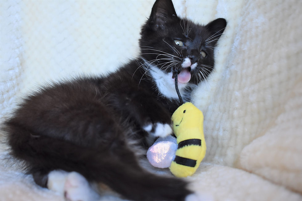 Kitten playing with toy