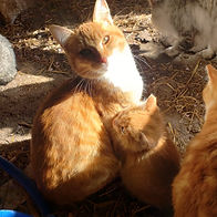 Farm cat and her kitten