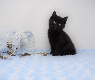 Black kitten