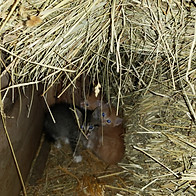 Scared kitten on a farm