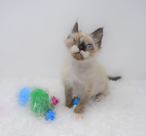 Special one eyed kitten