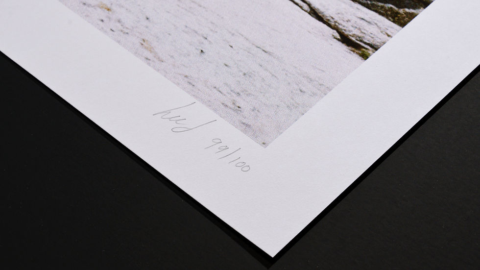 Thumbnail: JEFFREY PINE