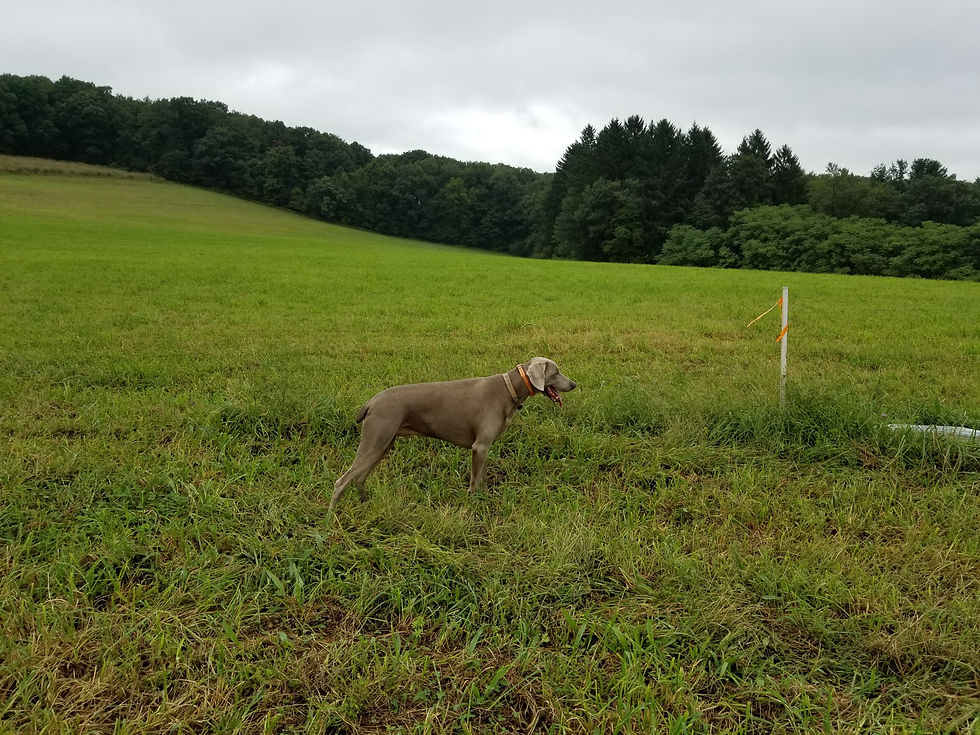 Topper pointing