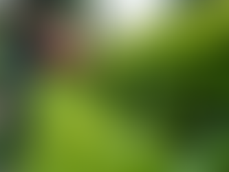 Essential Gardening Services Available Across India