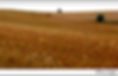 wheat.jpg