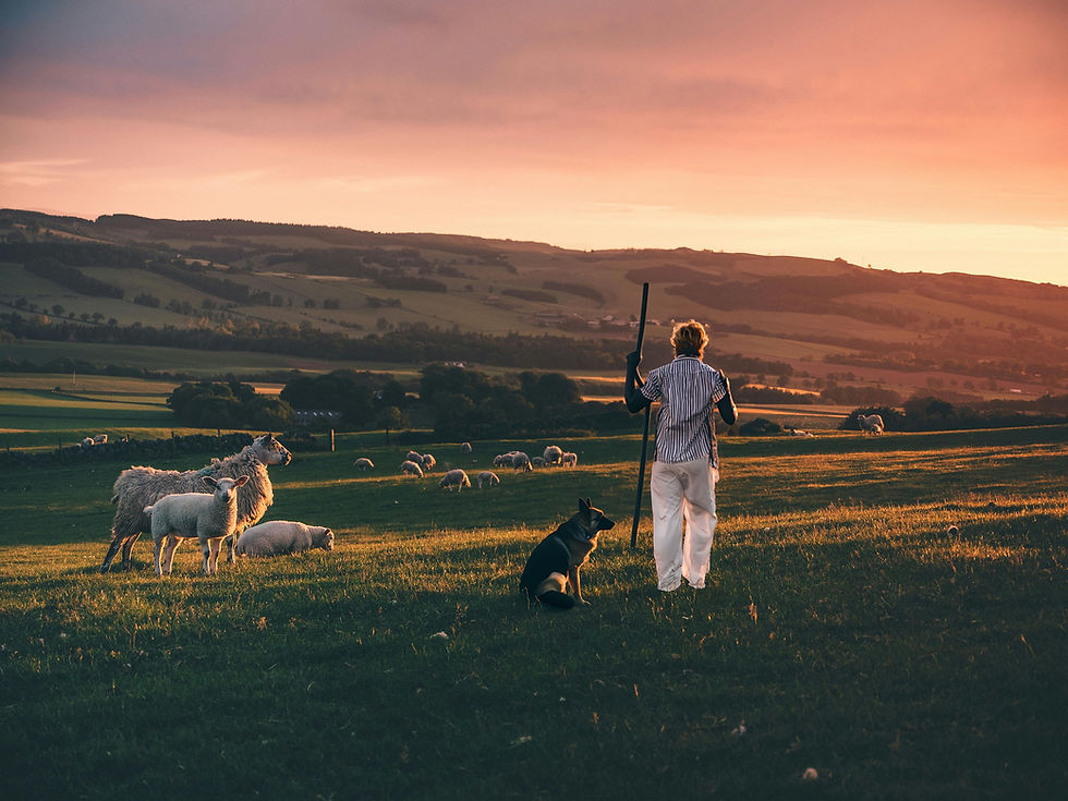 Shepherd looking over a field with his sheep.