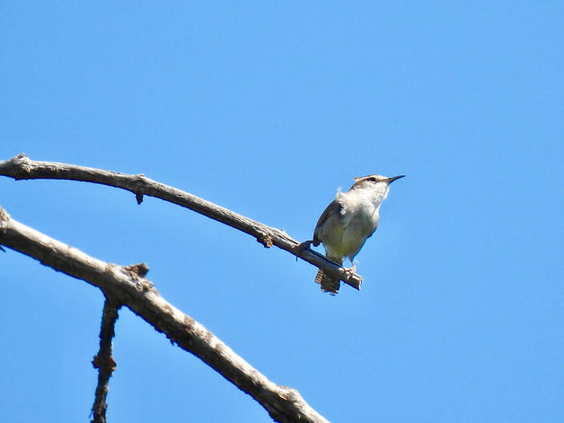 KBO Birdwatching at Dunn Ranch Center.jp