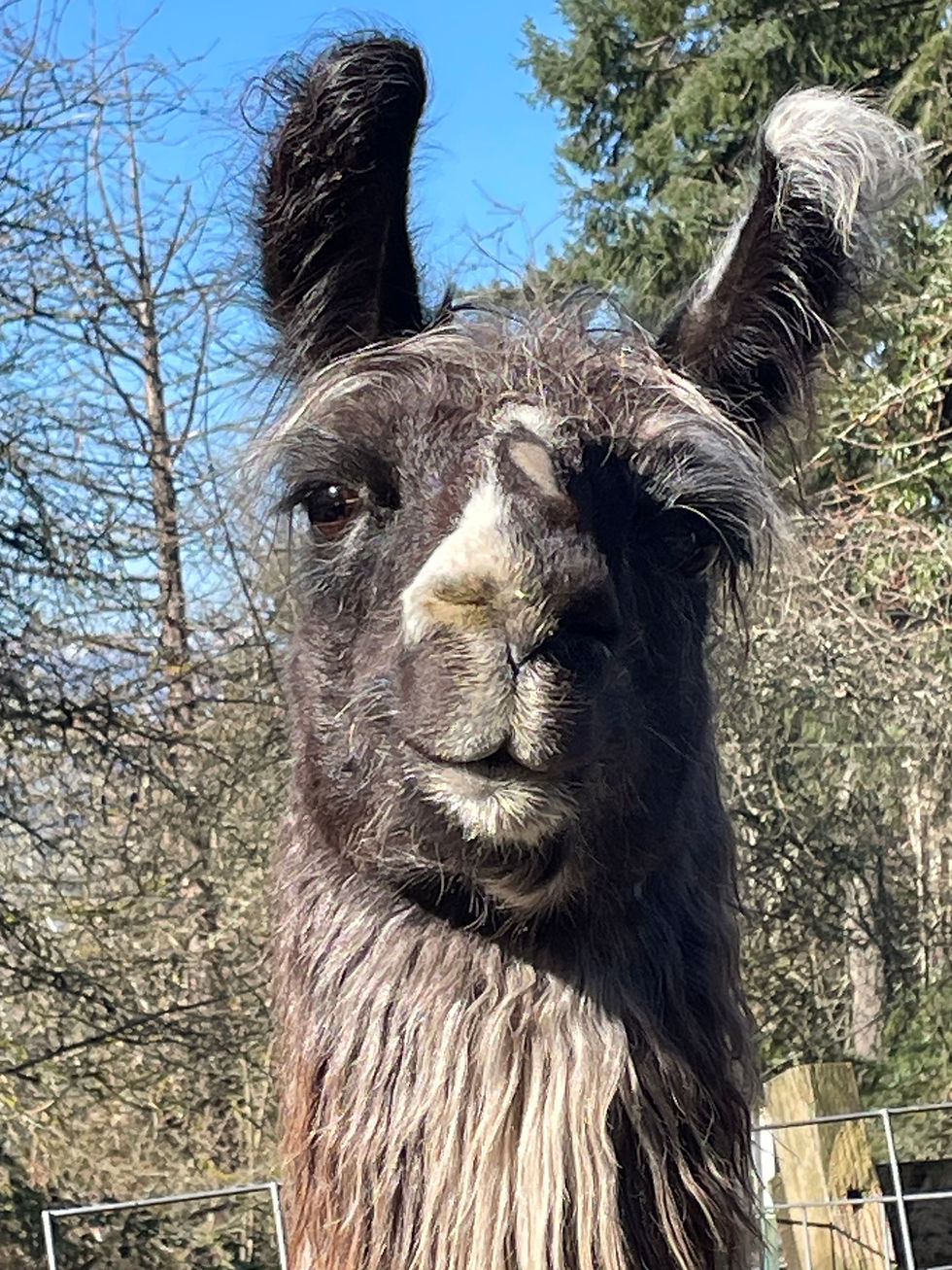 Blodwyn the guard llama