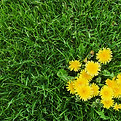 weeds in lawn