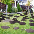 lawn compost top dressing.jpg