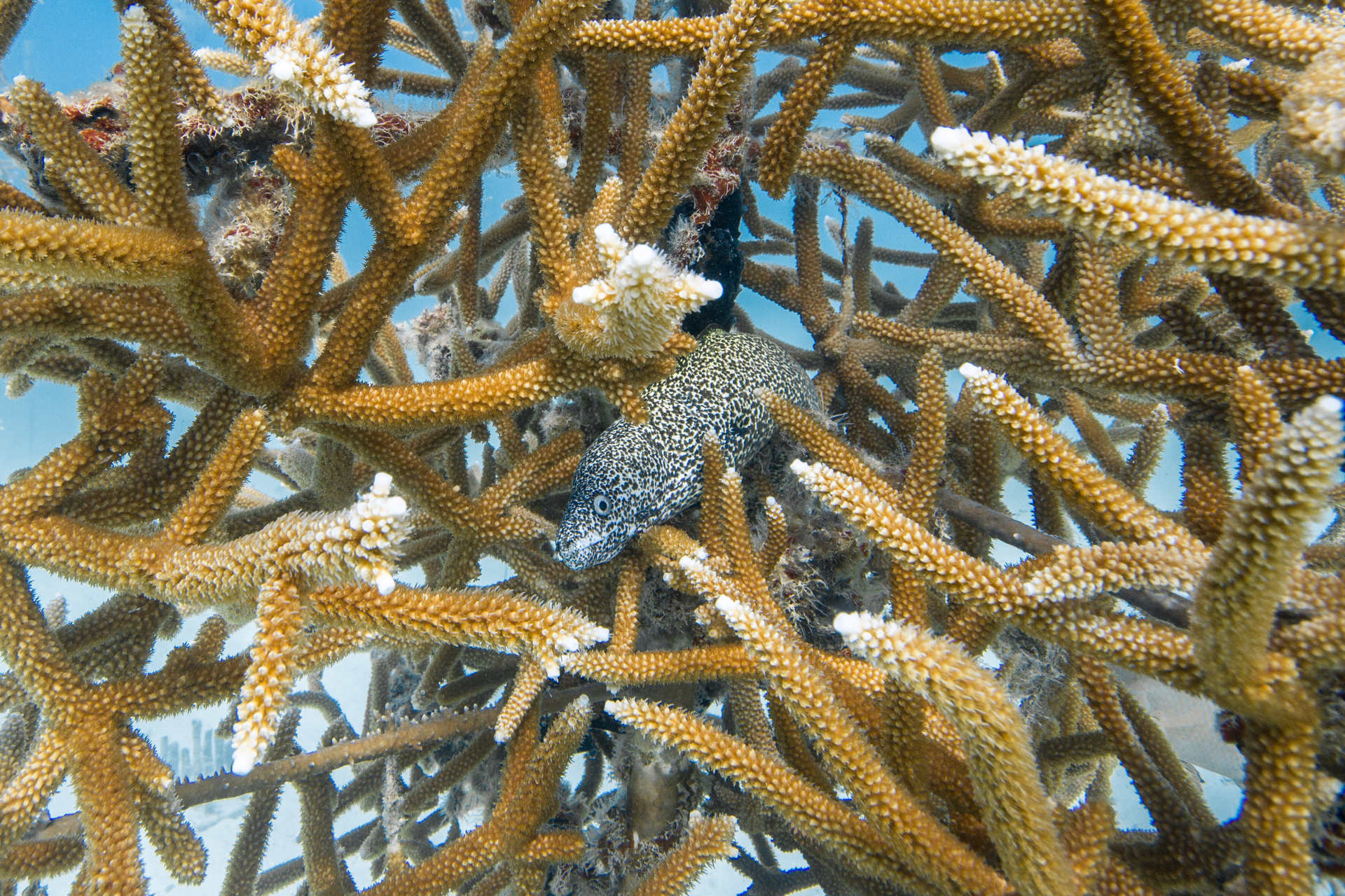 coral restoration foundation united