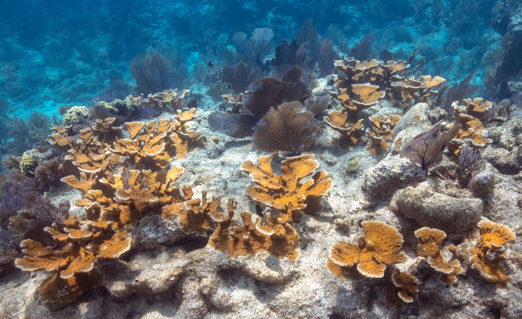 100,000+ CRITICALLY ENDANGERED CORALS RETURNED TO THE FLORIDA REEF TRACT