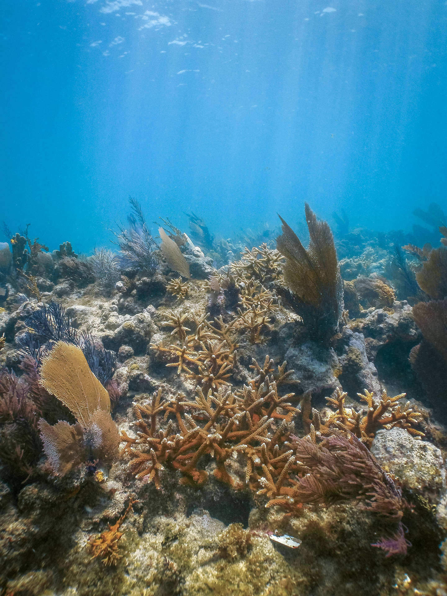 coral restoration foundation united