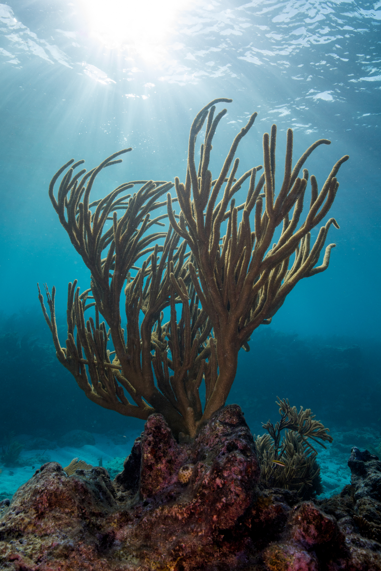 coral restoration foundation united