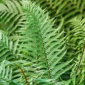 Dryopteris_20affinis_200.jpg.webp