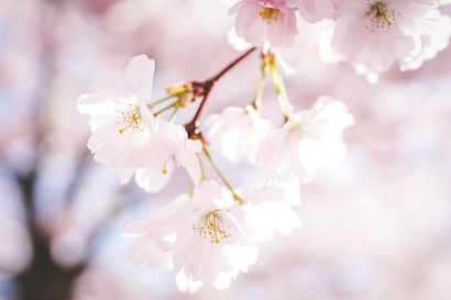 桜.jpg