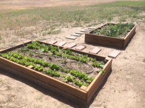 Benton City Wineries Growing More than Wine Grapes