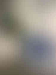 Bonami artificial plants for shop interiors